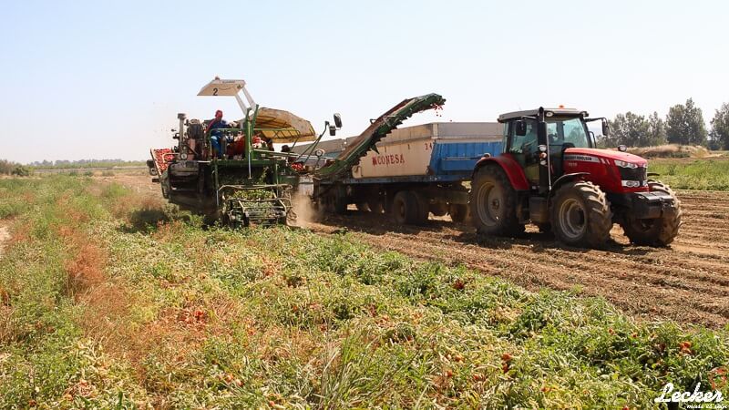 Pressereise zur Tomatenernte nach Badajos in Spanien mit Maggi