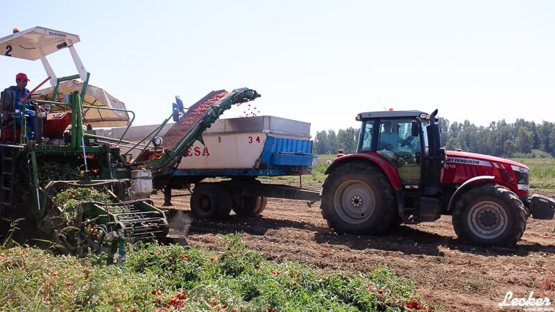 Pressereise zur Tomatenernte nach Badajos in Spanien mit Maggi