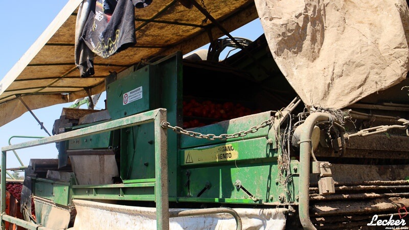 Pressereise zur Tomatenernte nach Badajos in Spanien mit Maggi