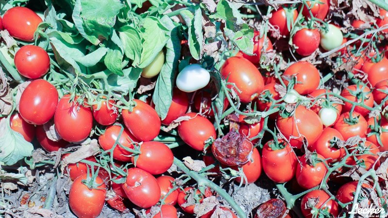 Pressereise zur Tomatenernte nach Badajos in Spanien mit Maggi