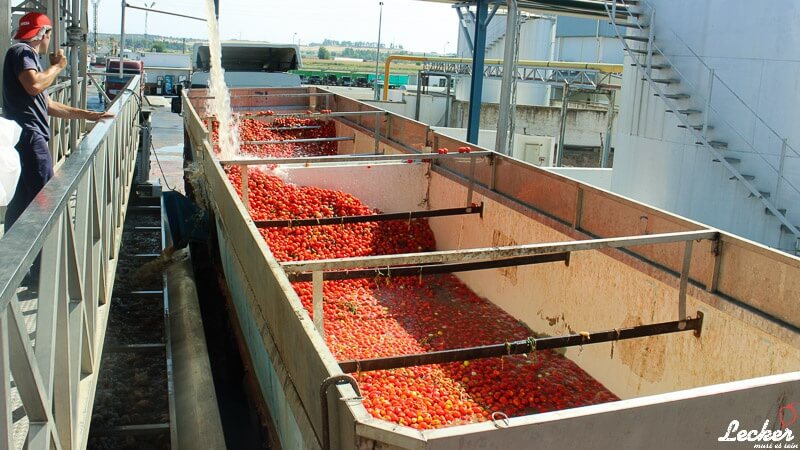 Pressereise zur Tomatenernte nach Badajos in Spanien mit Maggi