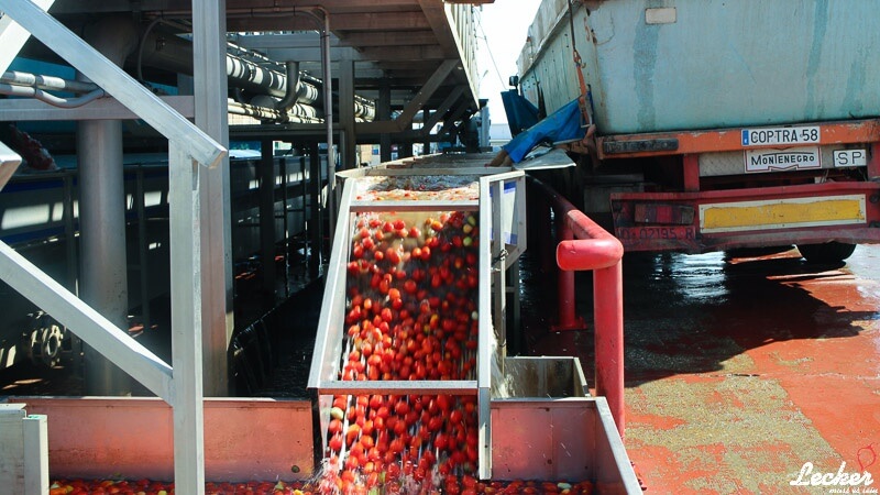 Pressereise zur Tomatenernte nach Badajos in Spanien mit Maggi