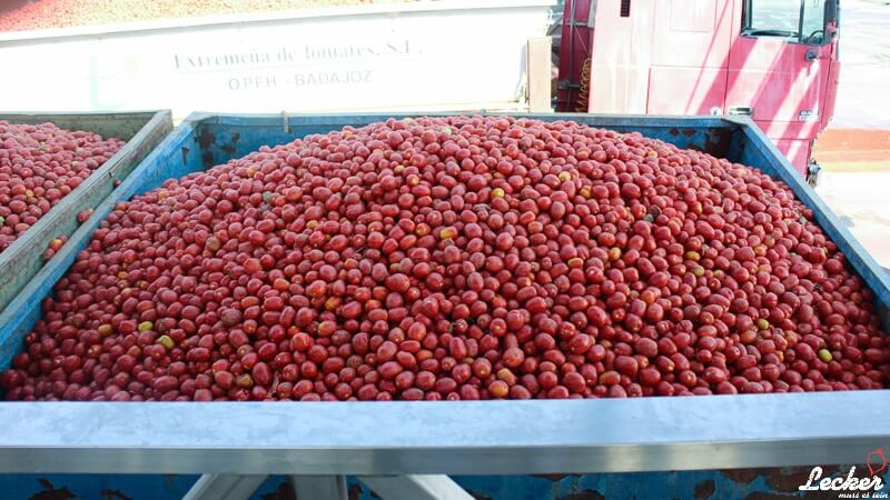 Pressereise zur Tomatenernte nach Badajos in Spanien mit Maggi