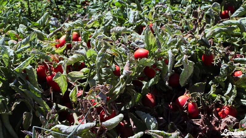 Pressereise zur Tomatenernte nach Badajos in Spanien mit Maggi