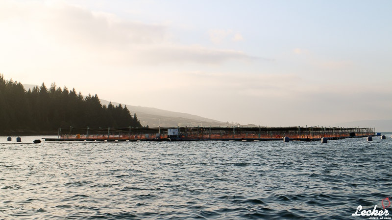 Pressereise mit Glen Douglas Lachs zu den Lachsfarmen auf der Isle of Mull in Schottland