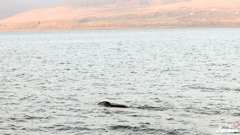 Pressereise mit Glen Douglas Lachs zu den Lachsfarmen auf der Isle of Mull in Schottland