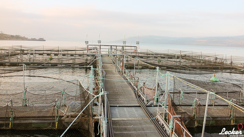 Pressereise mit Glen Douglas Lachs zu den Lachsfarmen auf der Isle of Mull in Schottland
