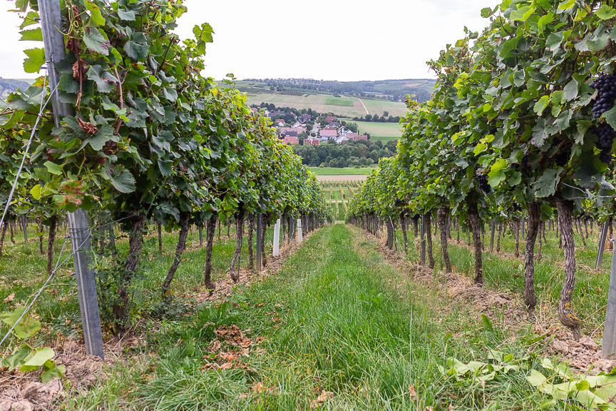 Rheinhessen genießen 2021 Weingut Gres